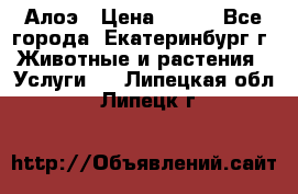 Алоэ › Цена ­ 150 - Все города, Екатеринбург г. Животные и растения » Услуги   . Липецкая обл.,Липецк г.